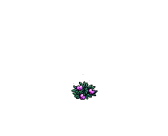 Fairy Seeds