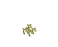 Light Seeds