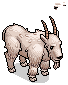 Mountain Goat