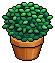 Garden Potted Plant