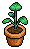 Pelargonium Plant