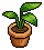 Strelitzia Plant
