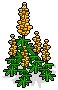 Gold Lupine