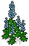Sky Blue Lupine