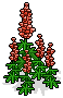 Ravishing Red Lupine