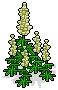 White Lupine