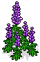 Princly Purple Lupine