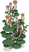 Bauhibia Orchid Tree