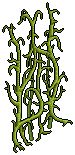 Green Bean Vines