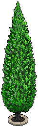Cypress Tree