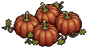 Pumpkin Patch