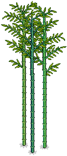 Giant Bamboo