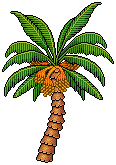 Desert Palm Tree