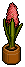 Pink Hyacinth