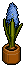 Blue Hyacinth