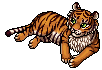 Bengal Tiger