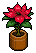Poinsetta