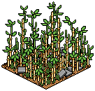 Bamboo Forest