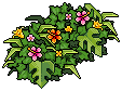 Fuchsia Bush