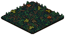Rainforest Floor