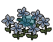 Blue Plumeria