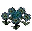 Blue Primrose