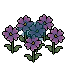 Pink Primrose