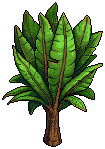 Jungle Drum Plant