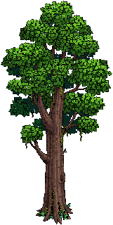 Ancient Kapok Tree