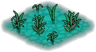 Tropical Swamp