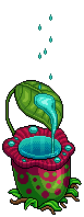Pitcher Plant