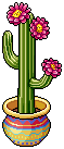 Prickly Cactus