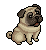 Perky Pug