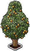 Pear Tree