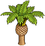 Canary Date Palm
