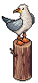 Greedy Seagull