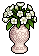 White Amaryllis