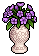 Purple Amaryllis