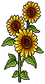 Sunflower Plant