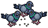 Feeding Pigeons