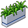 Brazilian Houseplant