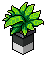 Black Base Plant