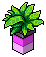 Pink Base Plant