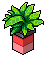 Red Base Plant