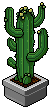 Mature Cactus