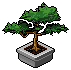 Bonsai Tree