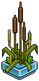 Bulrush