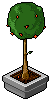 Cherry Tree