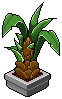 Pineapple Plant