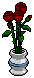 Cut Roses